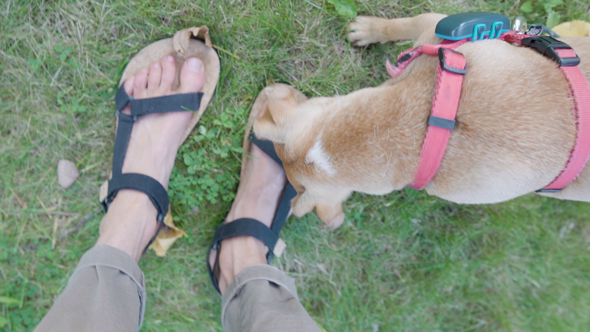 Mukishoes Solstice Barefoot Sandals Review Pov Petting Dog Casual