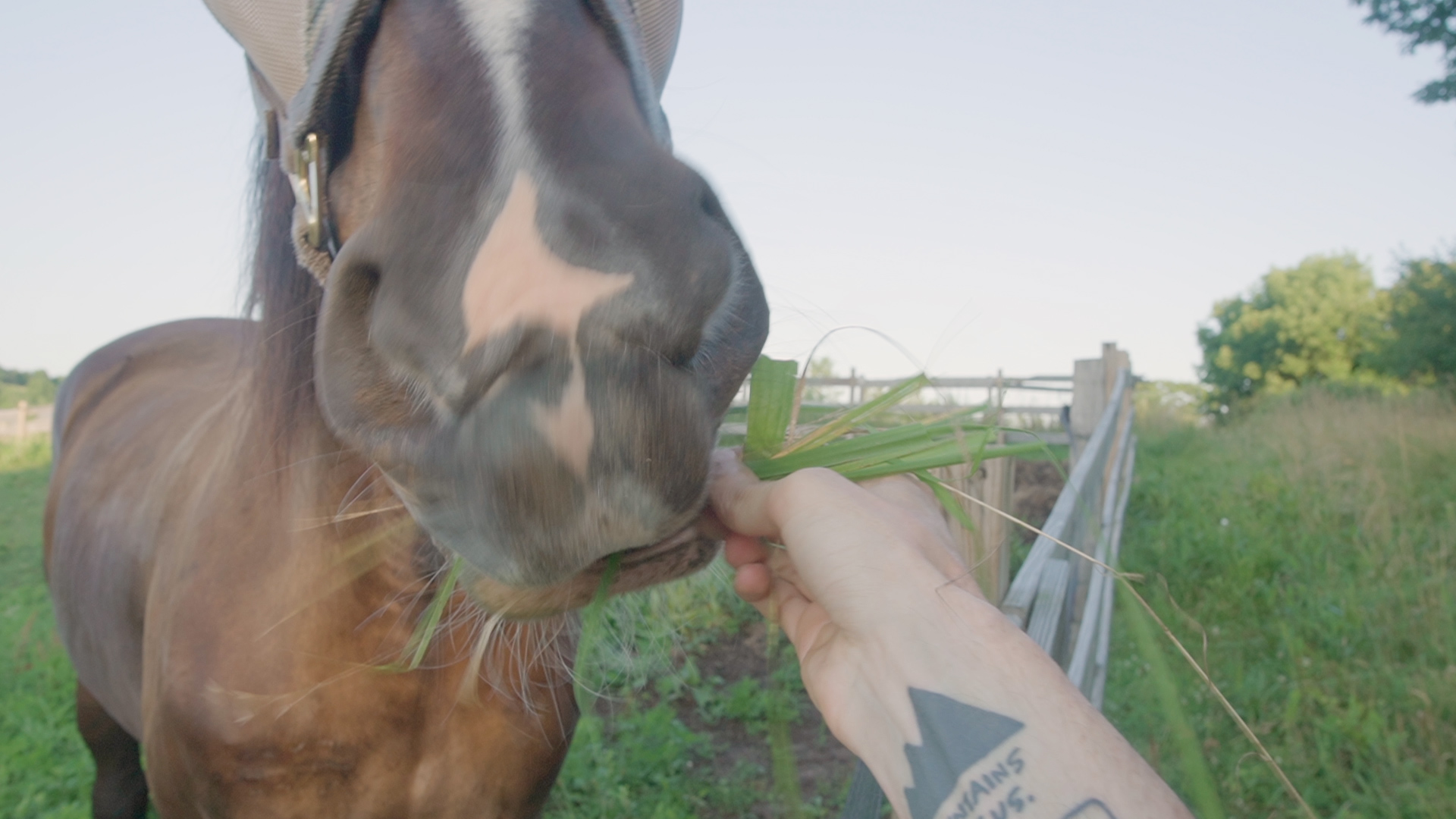 Van Life Day One Andrew Folts Horse Eating Grass Pov